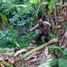 On the Banana Farm of Godwin Ndosi